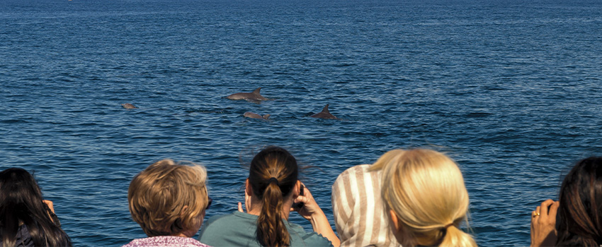 SST 4 Tips for a Responsible Dolphin Cruise Tour