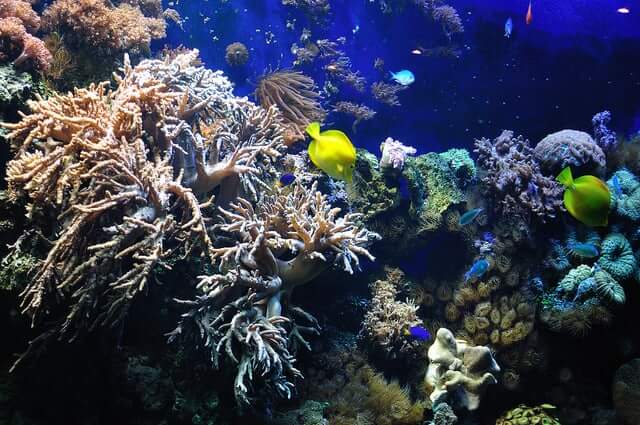 SST CLIMATE CHANGE AND ITS DEVASTATING EFFECT ON CORAL REEFS