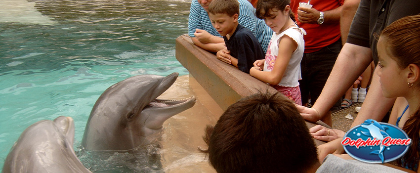 SST 6 Reasons Why Dolphins Shouldn't Be in Captivity