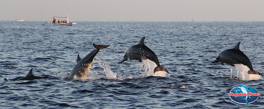 SST 8 Facts You Should Know Before Your Next Dolphin Watching Tour