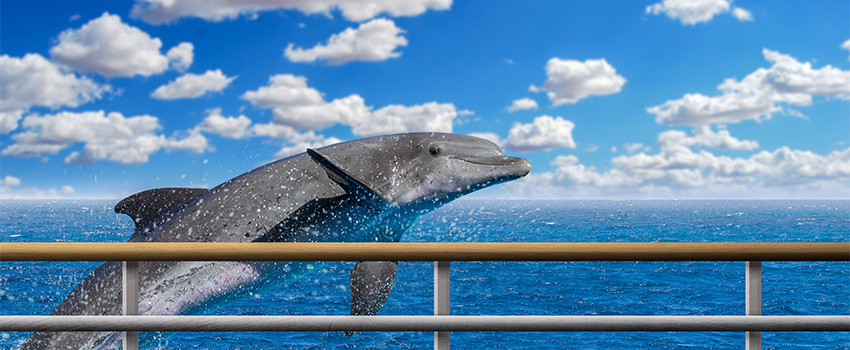 SST 8 Tips to Choosing the Best Dolphin Cruise That is Right For You