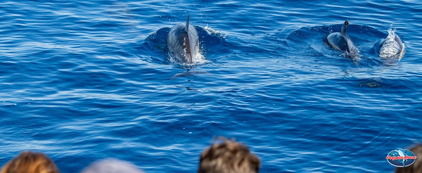 A Closer Look at Dolphin Conservation Through Educational Tours