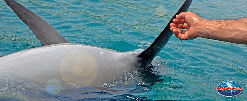 All About Rescue and Rehab of Dolphins and Other Marine Life