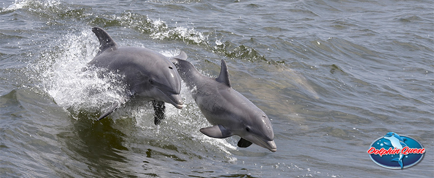 SST Friendliest Sea Creatures - Explaining Dolphin Altruism