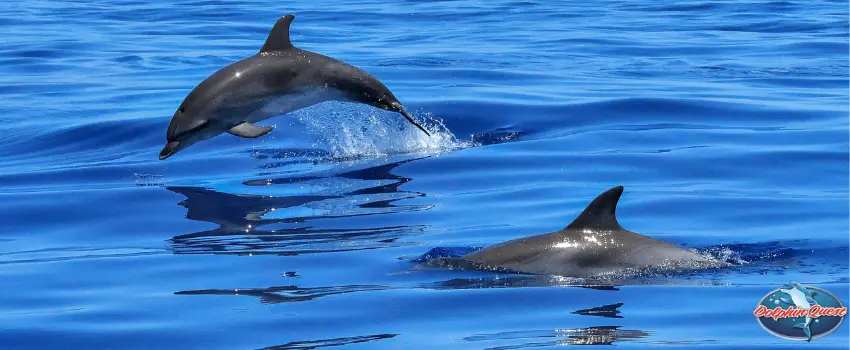 Two Dolphins in the Ocean