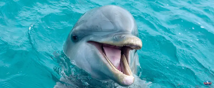 SST-Dolphin Seemingly Smiling