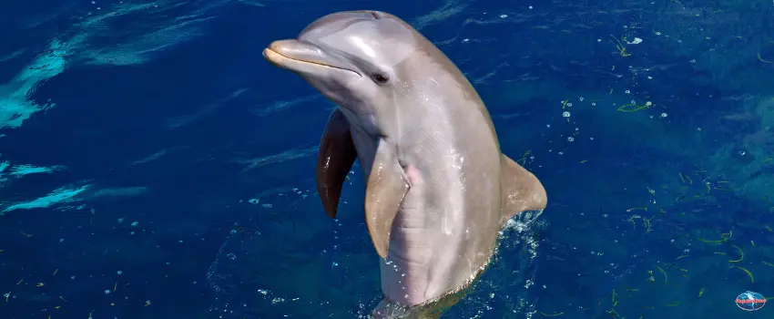 SST-Dolphin in Calm Waters