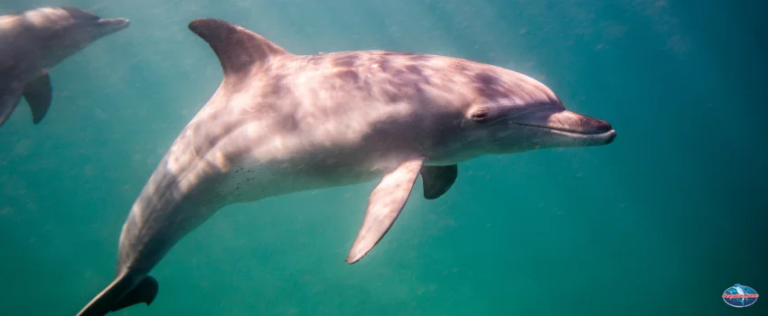 SST-Dolphin swimming along
