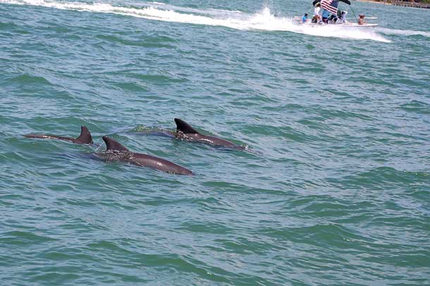 SST Dolphin swimming in Johns Pass