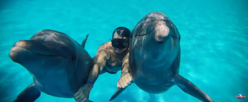 SST-Dolphins underwater