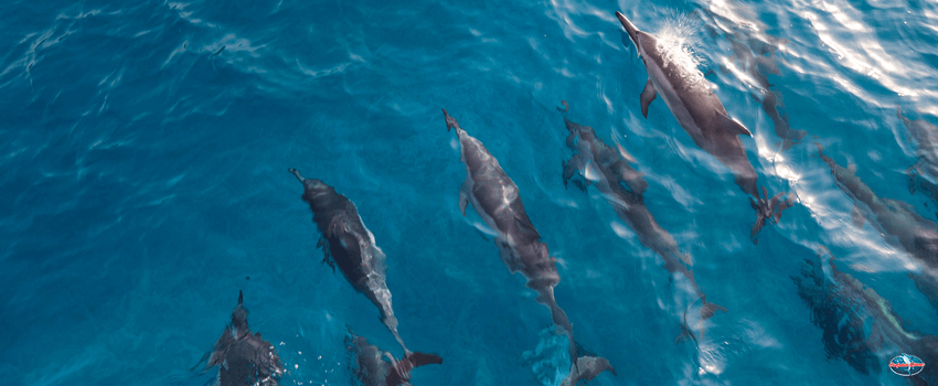 SST-Group of dolphins swimming in an ocean with clear, blue water