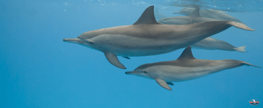 SST-Mother and juvenile Spinner dolphins in the wild