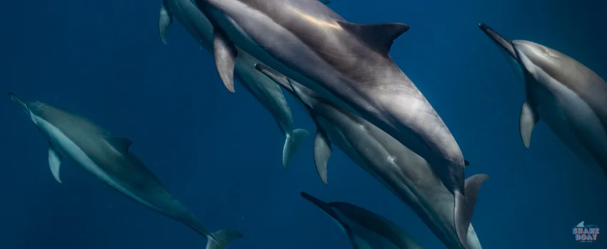 SST-The dolphin's flexibility gives it an edge