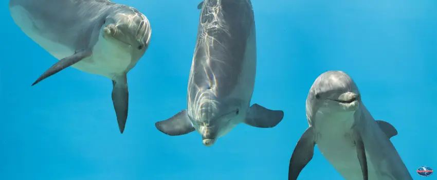 SST-Three Dolphins Underwater