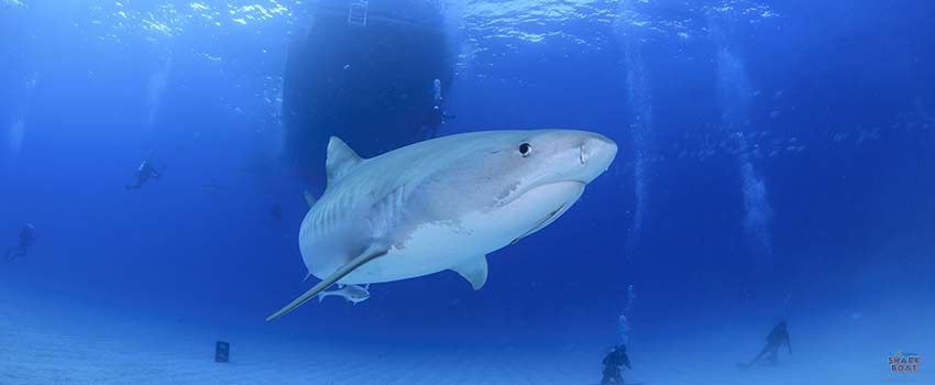 SST-Tiger Shark Swimming in Clear Ocean Waters