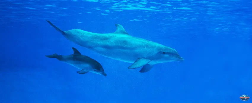 SST-bottlenose dolphin female with calf