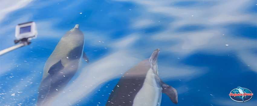 Tips on How to Stay Safe While on a Dolphin Watching Tour