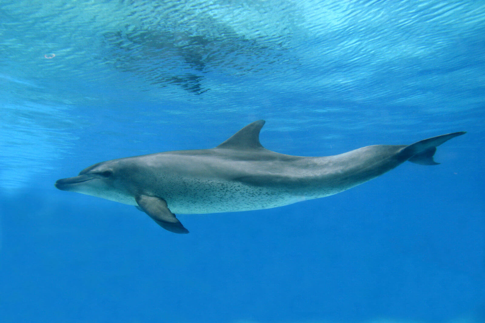 SST CAN DOLPHINS GET SICK LIKE HUMANS DO